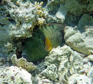 Ruhepause, geschützt