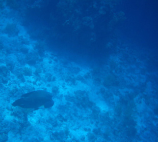 Napoleon am Hausriff