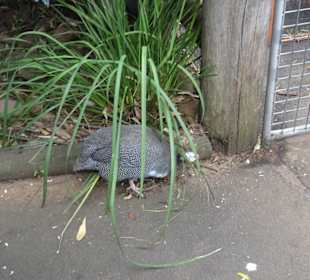 Stadtrundgang Sydney