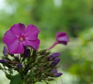 Kwiaty w ogrodzie Moneta