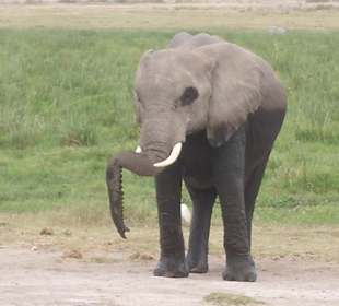 Elefant