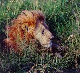 Der König der Tiere, mal ganz nah...