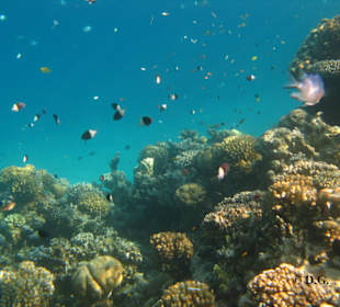 Hausriff Fort Arabesque