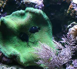 Meeresaquarium Zella Mehlis