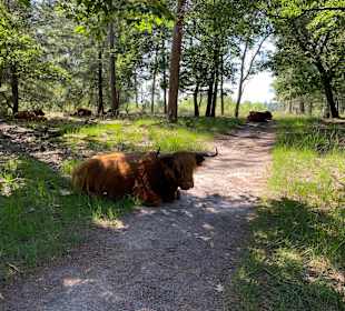 Wandern Someren