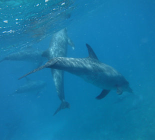 Traumhaft - Delfinausflug Mai 2014