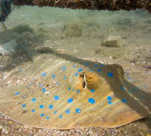 Blaupunkt-Stechrochen