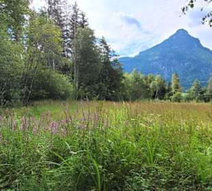 Blühende Feuchtwiesen