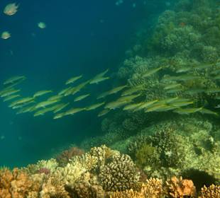 Hotel Stella Makadi Beach Resort