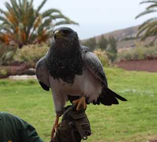 Greifvogelshow