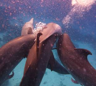 Delfine sorgen für Nachwuchs