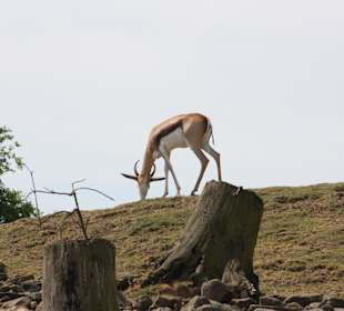 ZOOM Erlebniswelt Gelsenkirchen