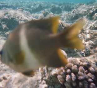 Fische vor der Linse