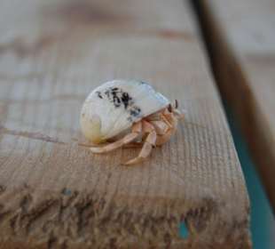 Mały krabik spacerujący po plaży