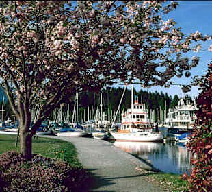 Baumblüte