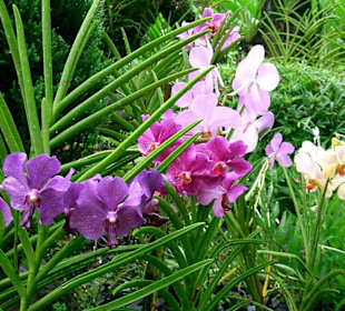 Orchideen