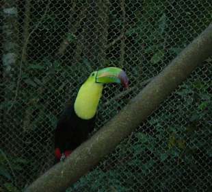 Vogelpark in Playacar