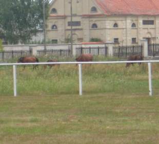 Park przy Pałacu w Nieborowie