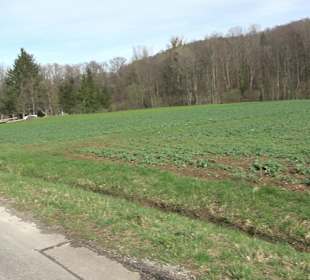 Gomaringer Rundweg - Zu den Giganten im Wald