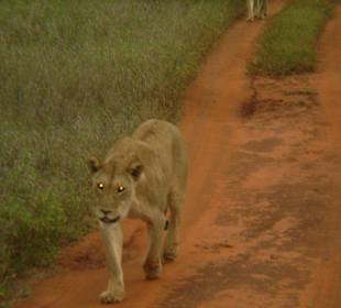 königin der straße