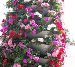 Blumensäule in Limone