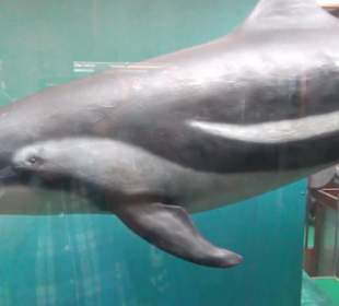 Meeresmuseum Stralsund