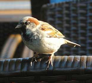 Zaungäste beim Essen im Grünen