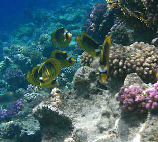 Bunte Unterwasserwelt - intaktes Hausriff