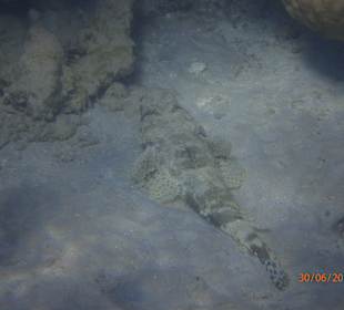 Schnorcheln Hurghada