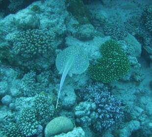 Blaupunktrochen  am Hausriff