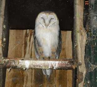Eule