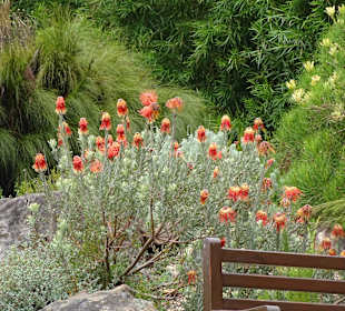 Proteas wohin das Auge reicht