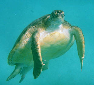 Schildkröte