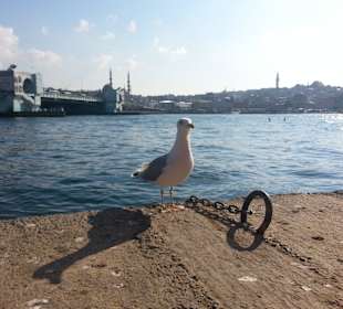 Möwe am Fischmarkt