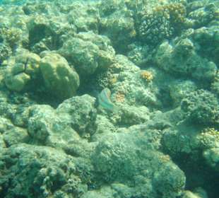 Schnorcheln Abou Dabab