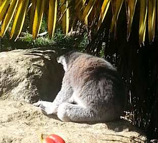 Animals around the zoo