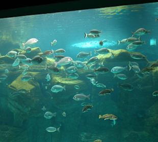 Fische