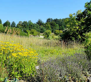 Rundgang durch den Forstbotanischen Garten