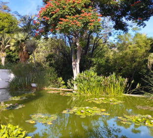 Botanischer Garten Puerto de la Cruz
