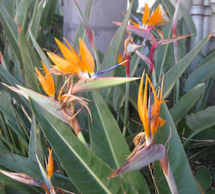 Beverly Gardens Park