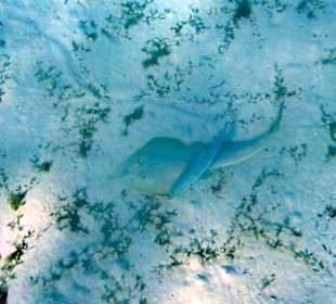 Schnorcheln Marsa Alam