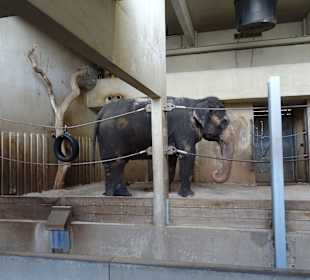 Wilhelma Stuttgart