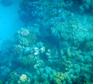 Schnorcheln Makadi Bay