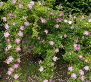 Stadtrundgang Frauenfeld