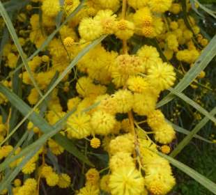 Mimose-Blüten im Naturpark Ria Formosa