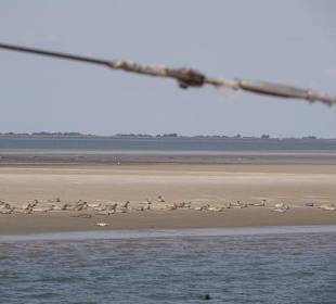 Unmengen von Seehunden