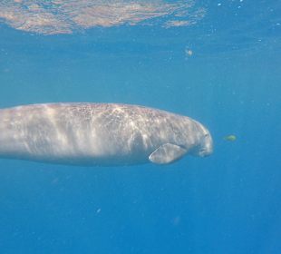  mit der Seekuh schnorcheln