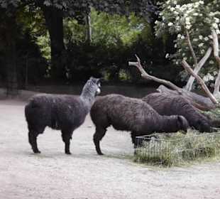 Tierpark Hagenbeck