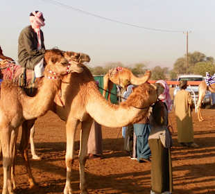 Kamelrennen