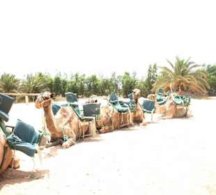 Kamel-Safari